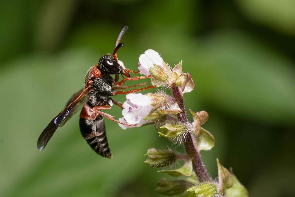 Red-marked Pachodynerus Wasp From St. Roch, New Orleans, LA, USA On ...