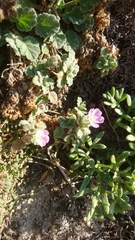 Erodium corsicum