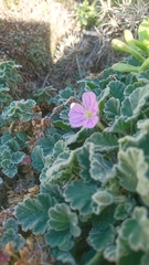 Erodium corsicum