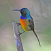Orange-breasted Sunbird - Photo (c) Ian White, some rights reserved (CC BY-ND)