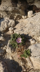 Erodium corsicum