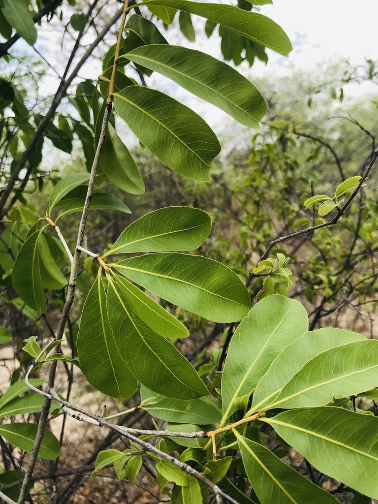 peeling plane from Zambezi, NA on November 24, 2023 at 1104 AM by