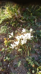 Ornithogalum corsicum