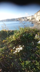 Ornithogalum corsicum