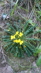 Morisia monanthos