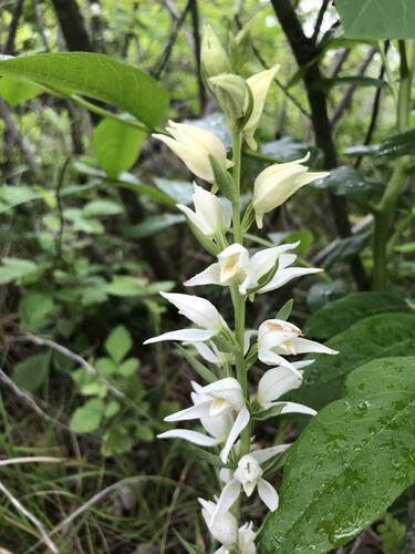 Image of Cephalanthera epipactoides by (c) Наталья Пикалова, some rights reserved (CC BY)