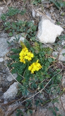 Morisia monanthos