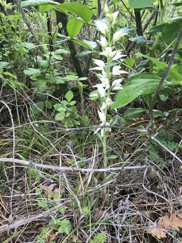 Image of Cephalanthera epipactoides by (c) Наталья Пикалова, some rights reserved (CC BY)