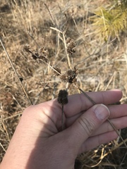 Eryngium yuccifolium