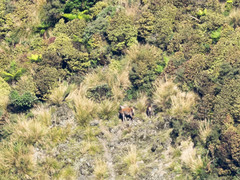 Cervus elaphus elaphus