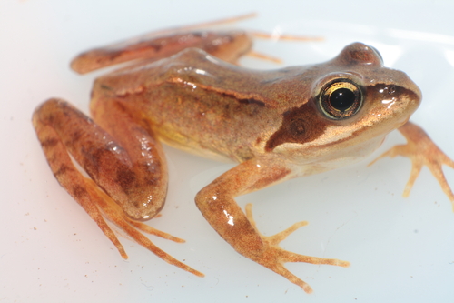 Galician Common Frog, photo 5 of 7