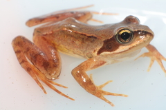 Galician Common Frog photo 5