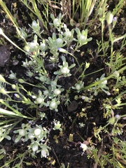 Stylocline gnaphaloides