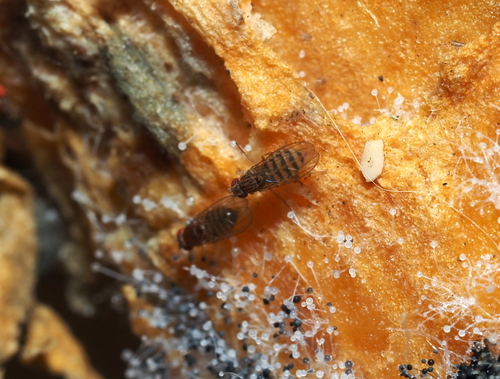 Pomace fly photo 4