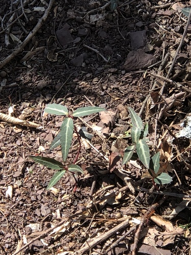 Another photo of Striped wintergreen