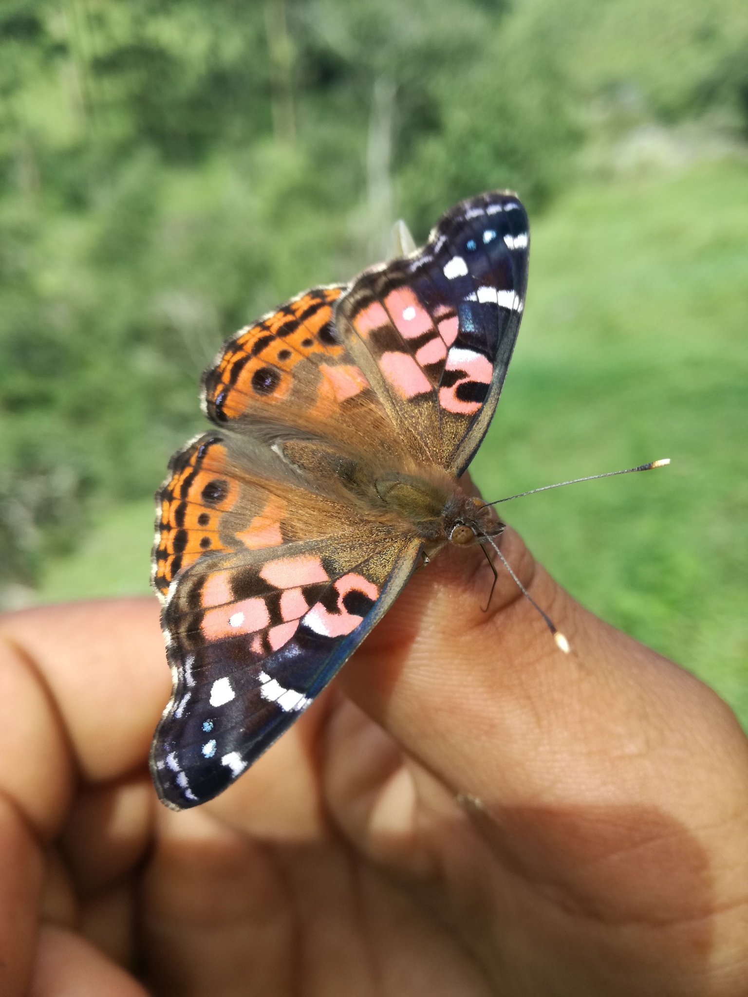 Vanessa image