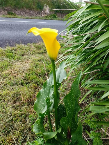 Zantedeschia albomaculata
