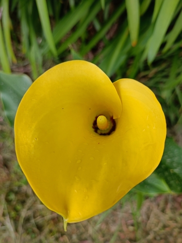 Zantedeschia albomaculata