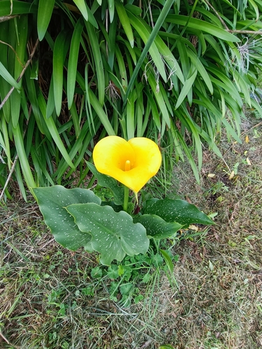 Zantedeschia albomaculata