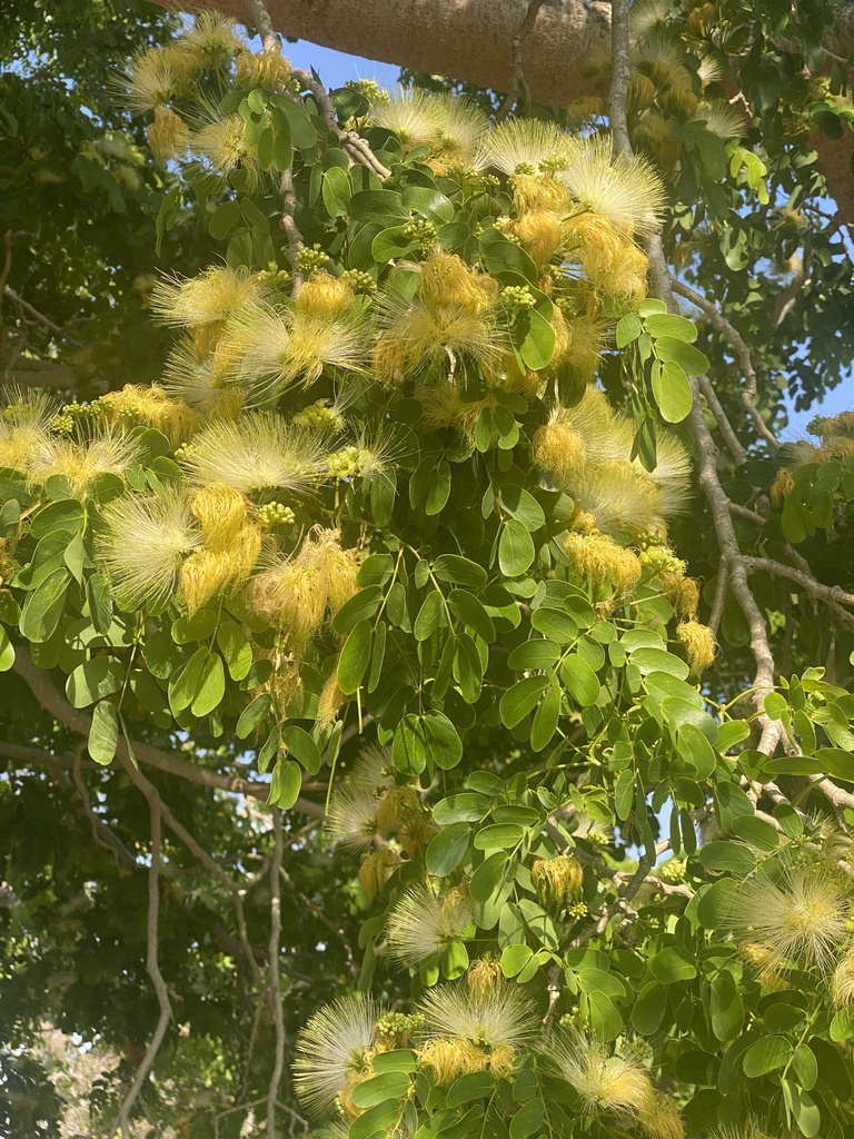 Lebec Tree lebbeck from Pharlap Ct, Point Vernon, QLD, AU on November 1, 2023 at ...