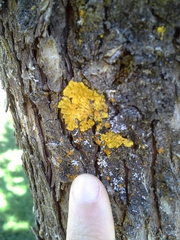 Xanthoria parietina