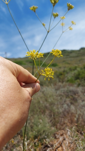 Giant Aniseroot (Annesorhiza grandiflora)