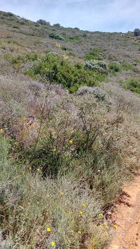 Image of Annesorhiza grandiflora by (c) Jacques van der Merwe, some rights reserved (CC BY-SA)