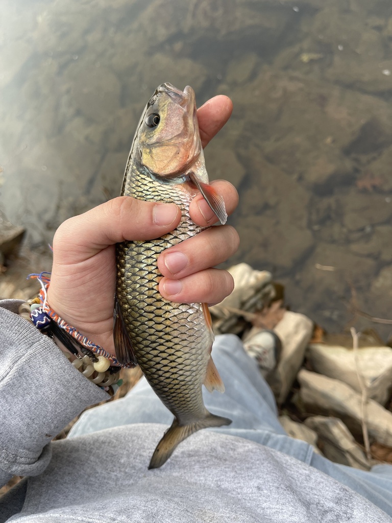 Fallfish from Shadduck Rd, Muncy, PA, US on November 20, 2023 at 02:30 ...