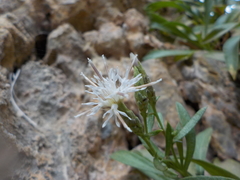 Staehelina fruticosa