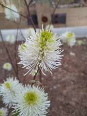Fothergilla