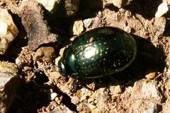 Chrysolina cretica