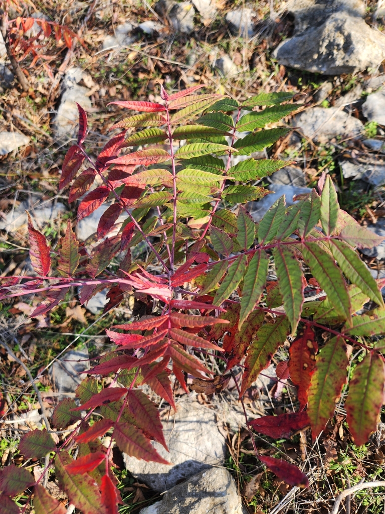 smooth sumac from Kingston, OK 73439, USA on November 24, 2023 at 0150
