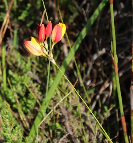 Image of Ixia dubia by (c) Tony Rebelo, some rights reserved (CC BY-SA)
