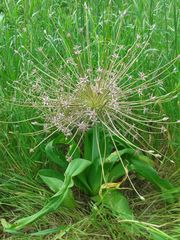 Allium schubertii