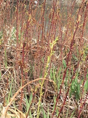 Primulaceae