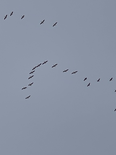 Sandhill Crane photographed in Iowa