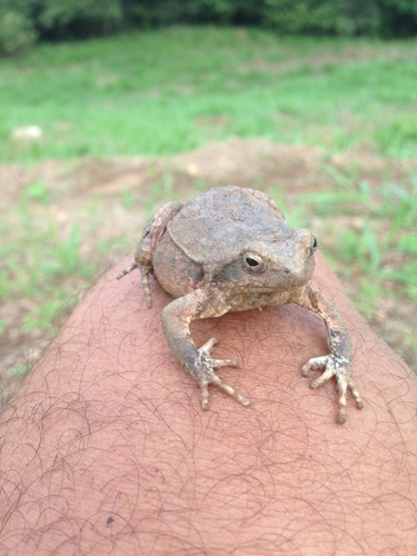 Physalaemus nattereri