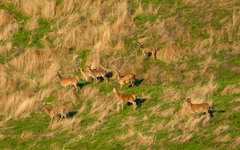 Cervus elaphus elaphus