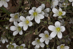 Arenaria grandiflora
