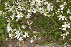 Arenaria grandiflora