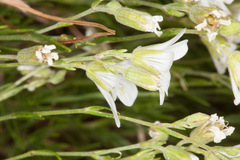Arenaria grandiflora