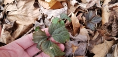Cardamine diphylla