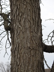 Gymnocladus dioicus