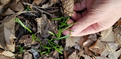 Ornithogalum umbellatum