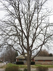 Gymnocladus dioicus