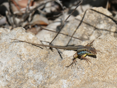 Ophisops elegans