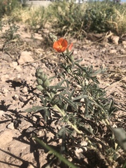 Sphaeralcea coccinea