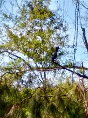 Butorides virescens