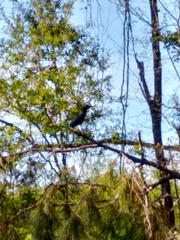 Butorides virescens