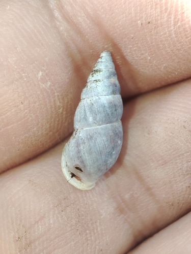 Napaeus tremulans